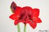 Amaryllis