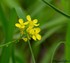 Petites fleurs