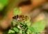 Eristalinus taeniops