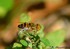 Eristalinus taeniops