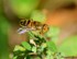 Eristalinus taeniops