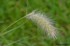 Pennisetum villosum