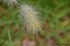 Pennisetum villosum