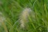 Pennisetum villosum