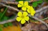 Oxalis corniculata