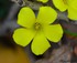 Oxalis corniculata