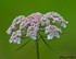 Fleurs de Carottes sauvages