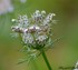 Fleurs de Carottes sauvages