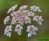 Fleurs de Carottes sauvages