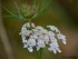 Fleurs de Carottes sauvages