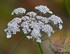 Fleurs de Carottes sauvages