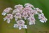 Fleurs de Carottes sauvages