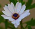 Osteospermum hybride