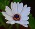 Osteospermum hybride