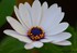 Osteospermum hybride