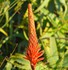 Aloe spinosissima