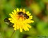 Eristalis tenax