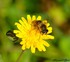 Eristalis tenax