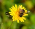 Eristalis tenax