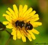 Eristalis tenax