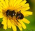 Eristalis tenax