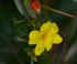 Allamanda jaune (Allamanda cat