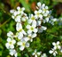 Fleurs de campagne