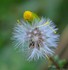 Pappus