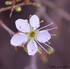 Fleurs de printemps