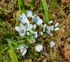 Fleurs blanches