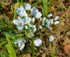 Fleurs blanches