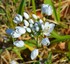 Fleurs blanches