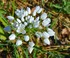 Fleurs blanches