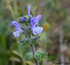 Fleurs bleues