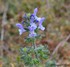 Fleurs bleues