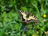 Machaon