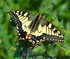 Machaon