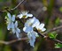 Fleurs blanches