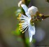 Fleurs blanches