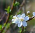 Fleurs blanches