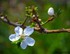 Fleurs blanches