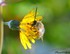 Abeille