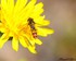 Syrphides