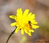 Syrphides