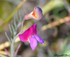 Vicia sativa