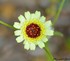 Petites fleurs