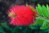 Callistemon citrinus