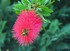 Callistemon citrinus