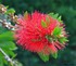 Callistemon citrinus