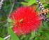 Callistemon citrinus